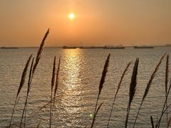 -芒洲湿地公园