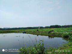 -荷塘月色湿地公园·向阳花洲
