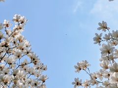 -陆家嘴中心绿地