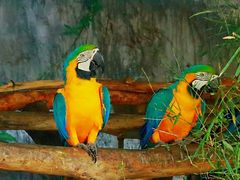 -清迈夜间动物园