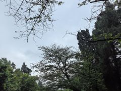 -武汉大学-樱园