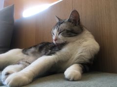 -CAT’S MEWSTAR CAFE·喵星球猫屋(晴湾咖啡店)