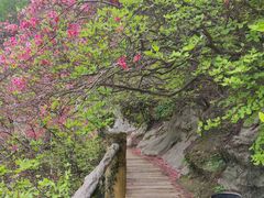 -木兰云雾山