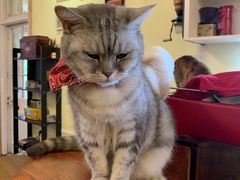 -猫色咖啡·猫咖