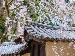 -醍醐寺