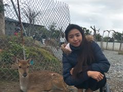 -鹿境梅花鹿生态园区