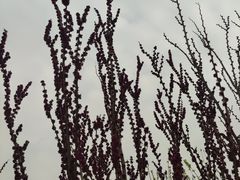 -海棠花溪(元大都城垣遗址公园)