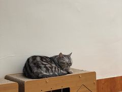 -有猫主题·治愈系猫咖(曾厝垵店)