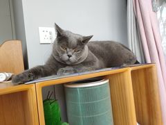 -柚子宠物(伊珊娜调理店)