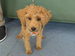 -顺强宠物诊所·狂犬免疫·夜诊·骨科(嘉定店)