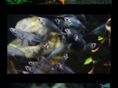 -太平洋海底世界