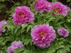 -莲花池公园