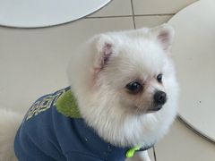 -怪兽屋·羊驼·猫咖·狗咖(俊华广场店)