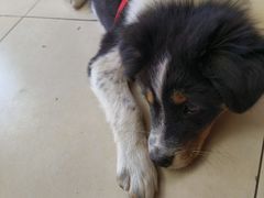 -宠福鑫康馨动物医院·骨科·眼科