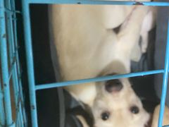 -宠欣安宠物医院·包河区中心医院