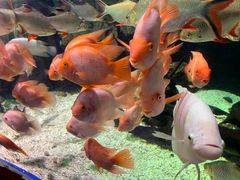 -太平洋海底世界