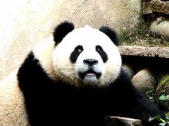 -中国大熊猫保护研究中心雅安碧峰峡基地