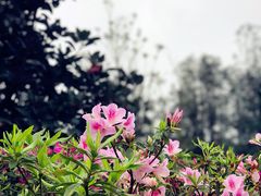 -广州市石门国家森林公园