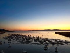 -烟墩角天鹅湖