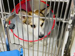 -瑞派·关忠动物医院·异宠专科·犬猫肿瘤·皮肤专科(望京店)