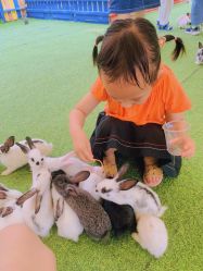 点击看大图 -萌宠亲子动物乐园(槐房万达店)