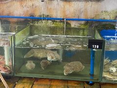 水产区-蓝湾碧波·老字号·疍家非遗海上餐厅