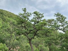 -百里山水画廊