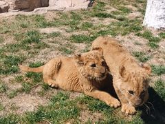 -大连森林动物园