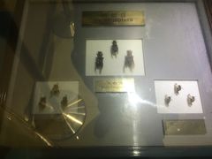 -上海昆虫博物馆