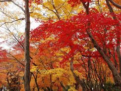 -常寂光寺