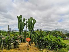 -亚龙湾国际玫瑰谷