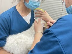 -四月宠物医院·猫专科·心脏专科·内科(转塘店)