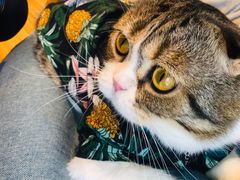 -啵啵喵·猫咖(攀华国际店)