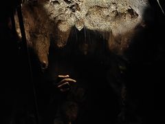 -怀托摩萤火虫洞