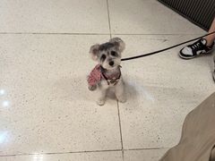 -帕帕拉兹宠物(亚洲旗舰店)