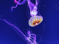 -珠海长隆海洋王国