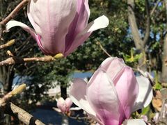 景点-洛龙公园