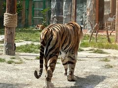 -上海野生动物园老虎餐厅