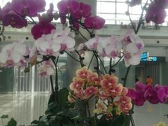 -惠如樓(白云机场T2国际出发店)