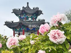 -曹州牡丹园