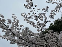 -顾村公园