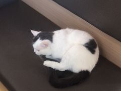 -喵园·猫主题咖啡厅·撸猫·猫咖(国贸店)