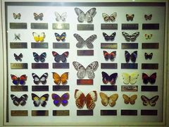 -上海昆虫博物馆