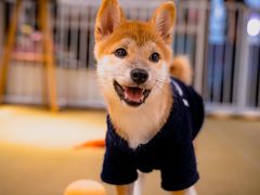 -逗柴咖啡屋·狗咖猫咖宠物桌游