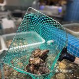 魔都海鲜自助天花板，名贵食材的集会