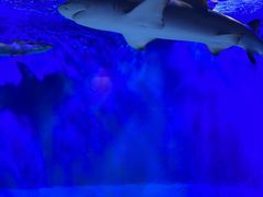 -太平洋海底世界