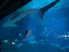 -烟台海昌鲸鲨海洋公园