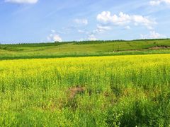 -塞罕坝国家级自然保护区