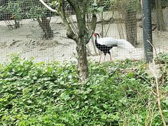 -都江堰中华大熊猫苑