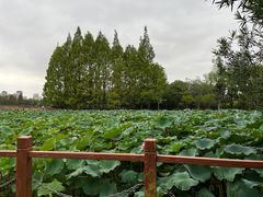 -黄兴公园